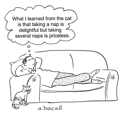 'What I learned from the cat is that taking a nap is delightful but taking several naps is priceless.'