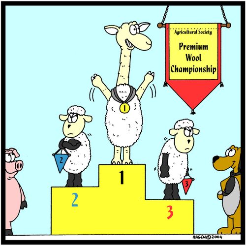 Alpaca winning Premium Wool Championship.
