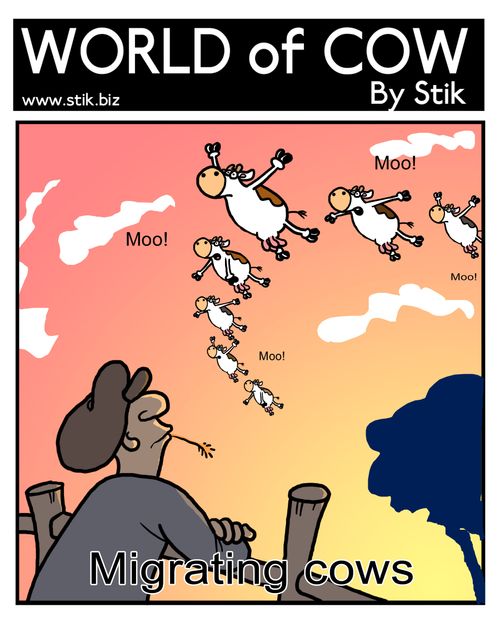 Migrating cows.