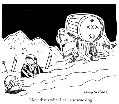 'Now that's what I call a rescue dog.'