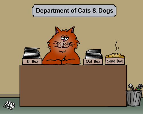 A cat is sitting at his desk in the Department of Cats and Dogs - he has an In Box, an Out Box and a Sand Box.