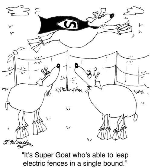'It's Super Goat who's able to leap electric fences in a single bound.'