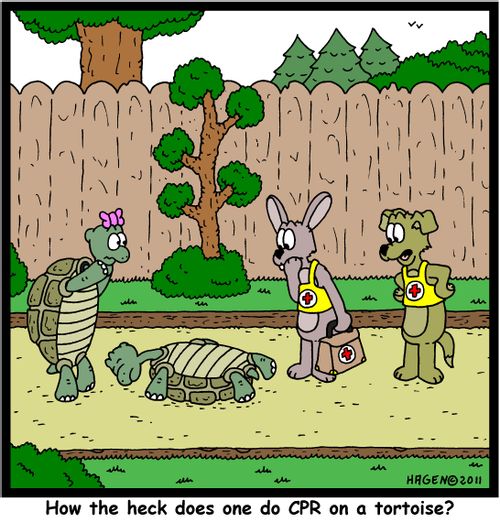 'How the heck does one do CPR on a tortoise?'