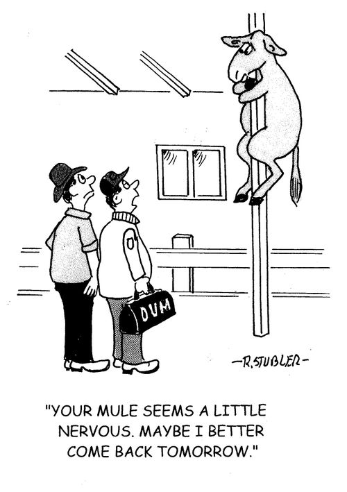 'Your mule seems to be a little nervous. Maybe I better come back tomorrow.'
