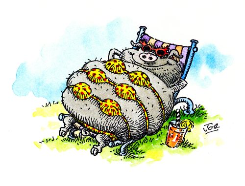 Pig Sunbathing Wearing Three Bikini Tops.