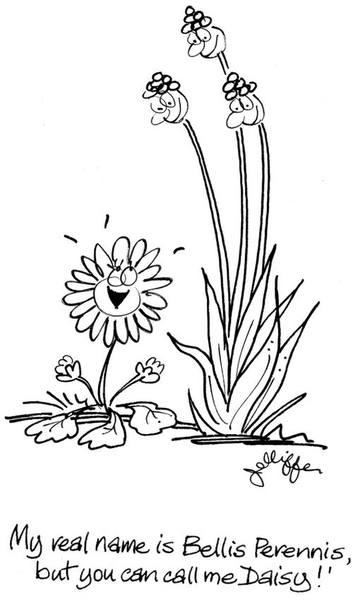 'My real name is Bellis Perennis, but you can call me Daisy!'