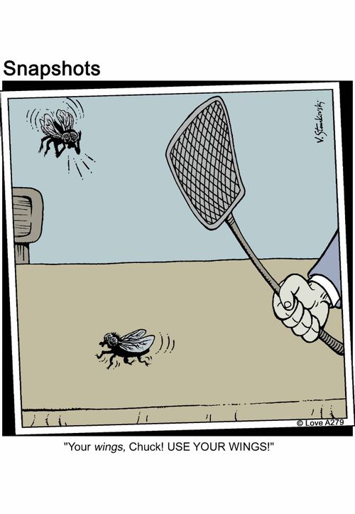 'your wings, Chuck! Use your wings!'