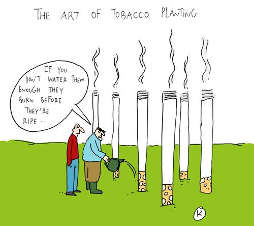'If you don't water them enough they burn before the're ripe...'
