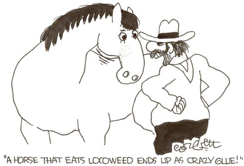 'A horse that eats locoweed ends up as crazy glue!'