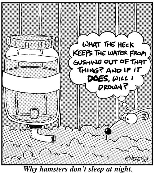 Why hamsters don't sleep at night.