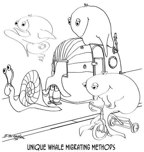Unique Whale Migrating Methods.