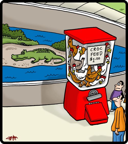 Croc feed machine contains chickens for feeding crocodiles at croc farm.