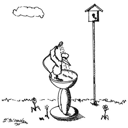 A bird in a bird bath uses a shower massager.