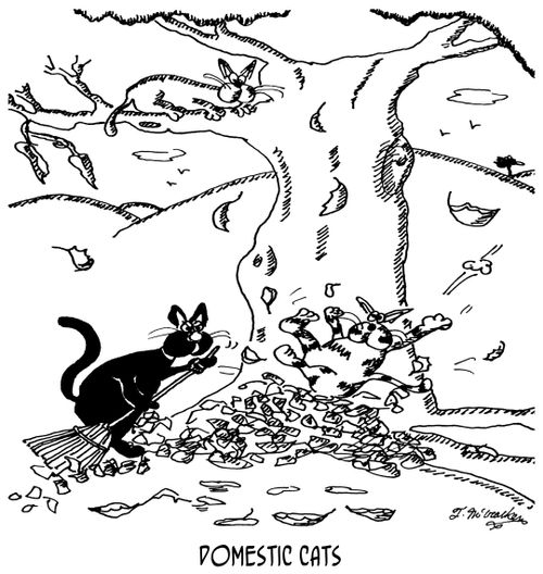 Domestic Cats.