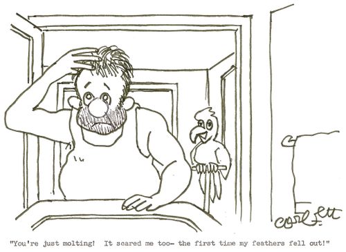 'You're just molting!  It scared me too - the first time my feathers fell out!'