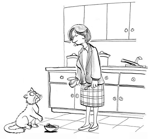 The cat does not like the food.