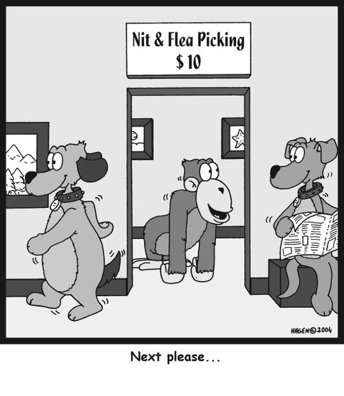 Nit and Flea picking 'Next please...'