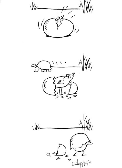 Turtle chick.