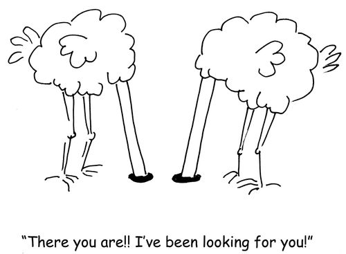 Ostriches - "There you are!  I've been looking for you!"