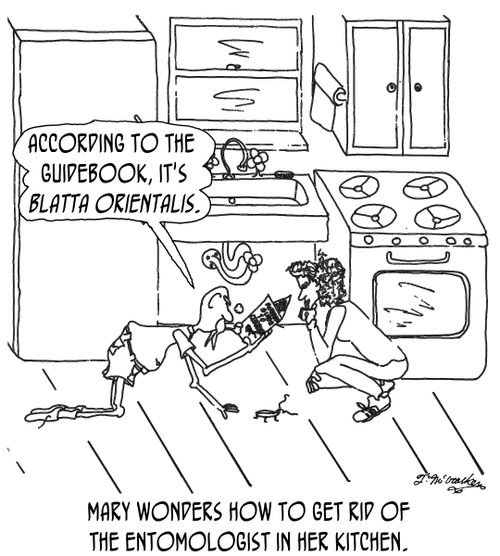 Mary wonders how to get rid of the entomologist in her kitchen.