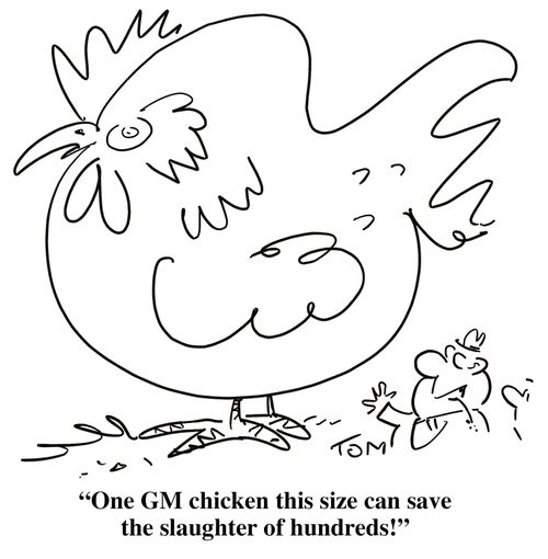 'One GM chicken this size can save the slaughter of hundreds!'