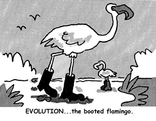 Evolution...the booted flamingo.