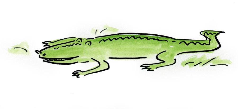 Crocodile