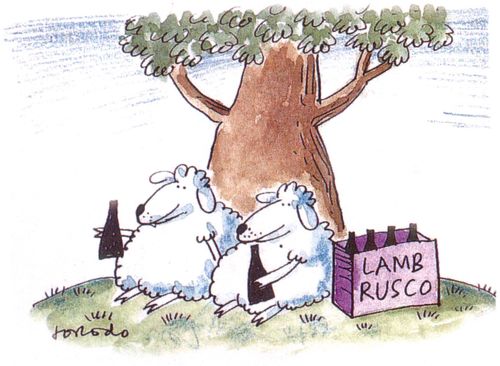 Sheep drinking 'Lamb Rusco' wine.