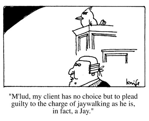 "M'lud, my client has no choice but to plead guilty to the charge of jaywalking as he is,in fact a jay."