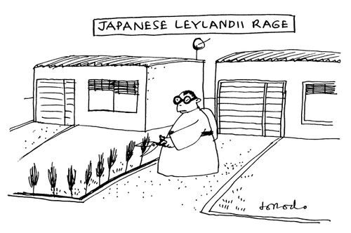 Japanese Leylandii Rage.