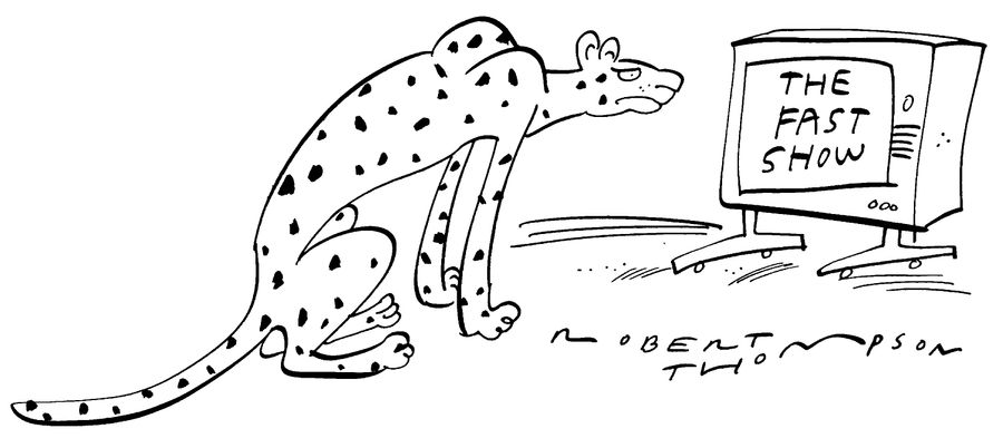 Cheetah watching the 'Fast show'