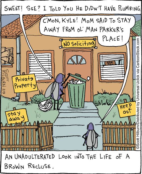 An unadulterated look into the life of a brown recluse.