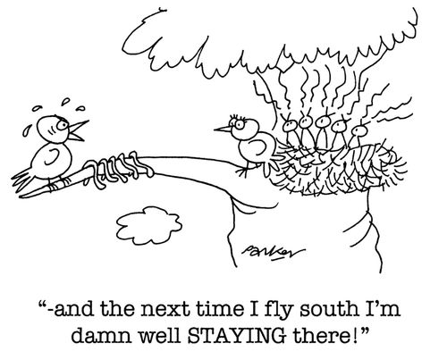 '-and the next time I fly south I'm damn well staying there!'