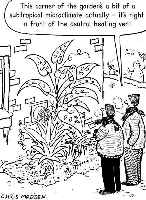 'This corner of the garden's a bit of a subtropical micro-climate actually...'