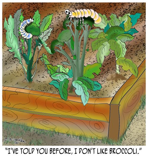 'I've told you before, I don't like broccoli.'