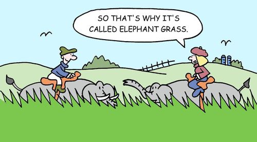 'So that's why it's called elephant grass.'
