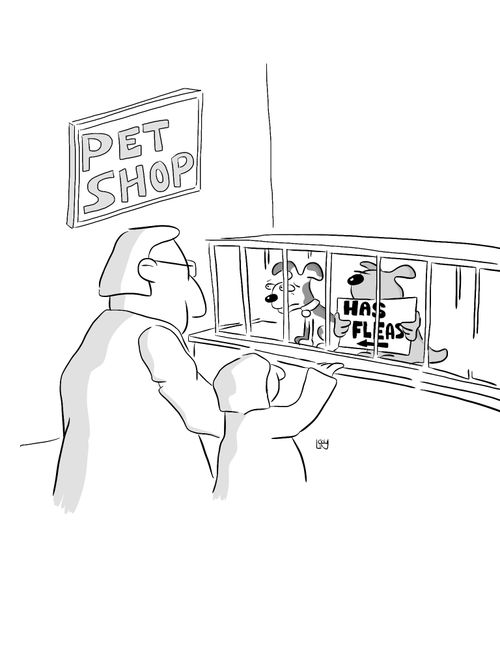 Dog with sign at pet shop - 'Has Fleas'.
