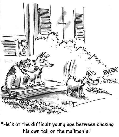 He's at that confusing stage between chasing his own tail or the mail carrier's.