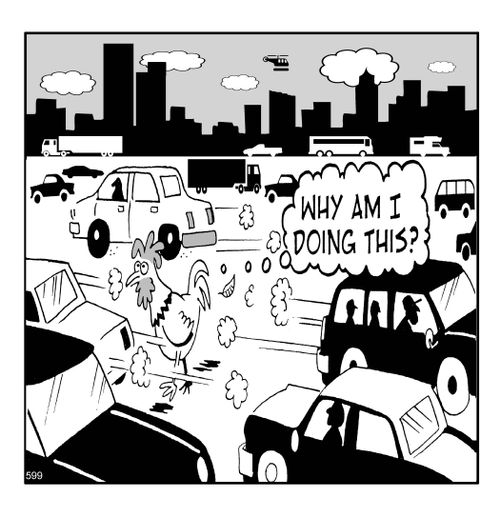 Why DID the chicken cross the road?