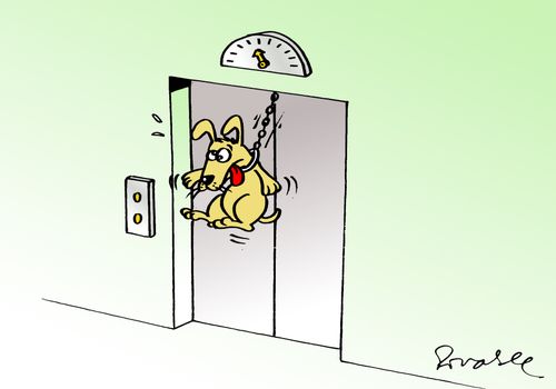 Dog in a lift.