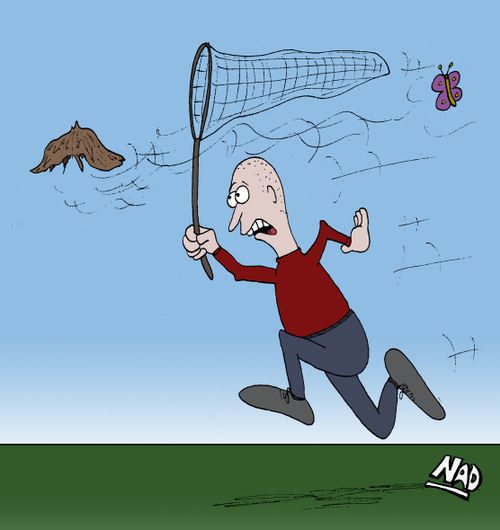 A bald man is chasing his toupee with a butterfly net