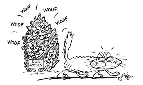 Dog roses bark at a passing cat.