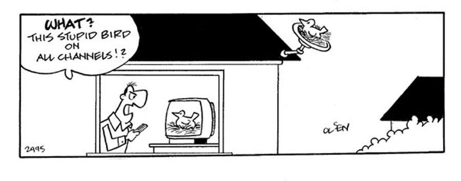 what? this stupid bird on all channels