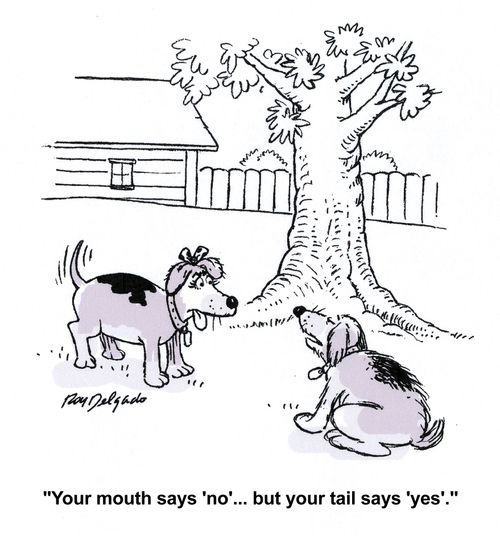 'Your mouth says 'no'... but your tail says 'yes'.'