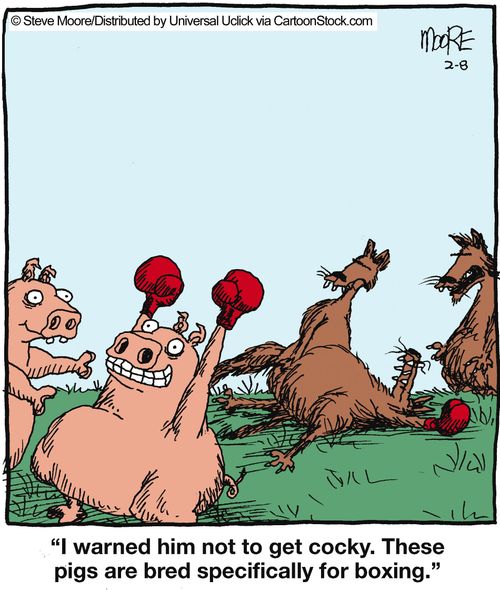'I warned him not to get cocky. These pigs are bred specifically for boxing.'