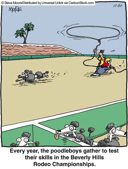 Every year, the poodleboys gather to test their skills in the Beverly Kills Rodeo Championships.