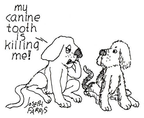 'My canine tooth is killing me!'