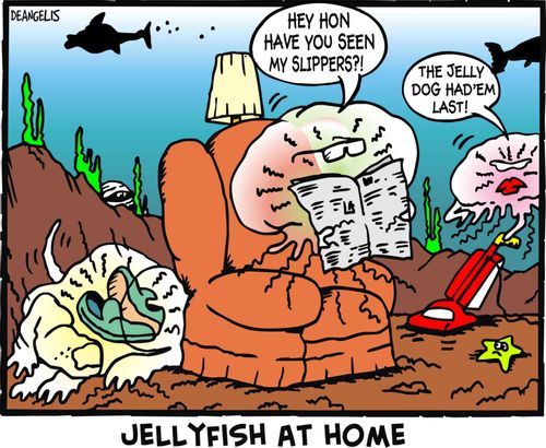 Jellyfish at home