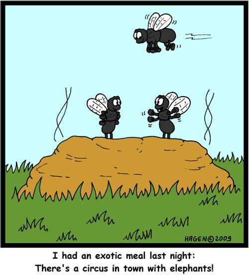 'I had an exotic meal last night: There's a circus in town with elephants!'