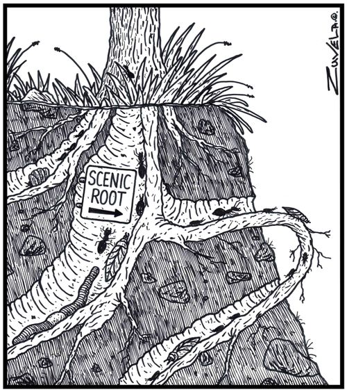 Scenic Root: ants, bugs and worms using an exposed tree root as a scenic route.